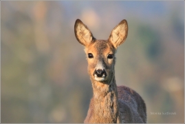 <p>SRNEC OBECNÝ (Capreolus capreolus) Šluknovsko - Jiříkov (European roe deer / Reh</p>